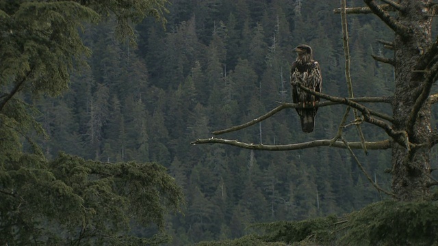 幼秃鹰坐在树枝上，冰川湾国家公园和保护区，阿拉斯加，美国视频素材