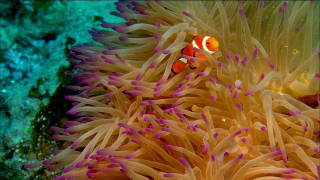 近距离小丑鱼游泳在宿主海葵/珊瑚海/澳大利亚视频素材
