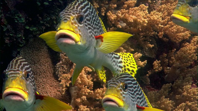 近距离观察在硬珊瑚中游动的蜻蜓/珊瑚海/澳大利亚视频素材