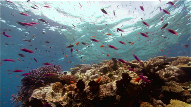 中等拍摄的鱼群游在珊瑚/珊瑚海/澳大利亚视频素材