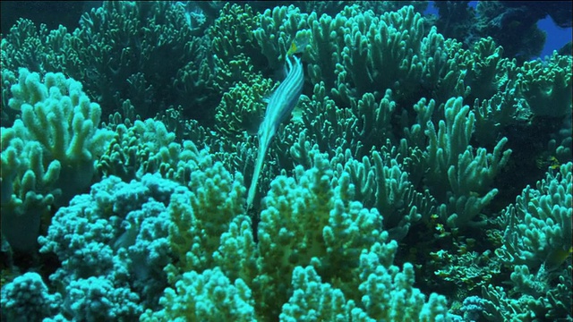 中等大小的喇叭鱼在珊瑚中游泳/珊瑚海/澳大利亚视频素材