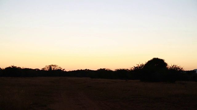 T/L丛林中的日出/林波波/南非视频素材