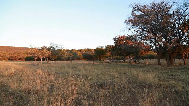 T/L丛林上方的日出/林波波/南非视频素材
