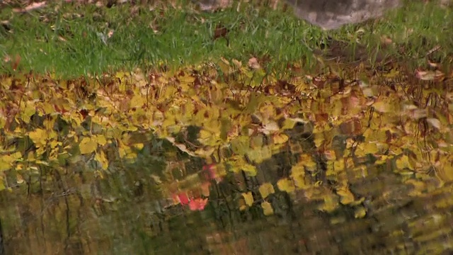 CU草和金色的秋叶反射在涟漪的水/峡谷的Chelly国家纪念碑，亚利桑那州视频素材