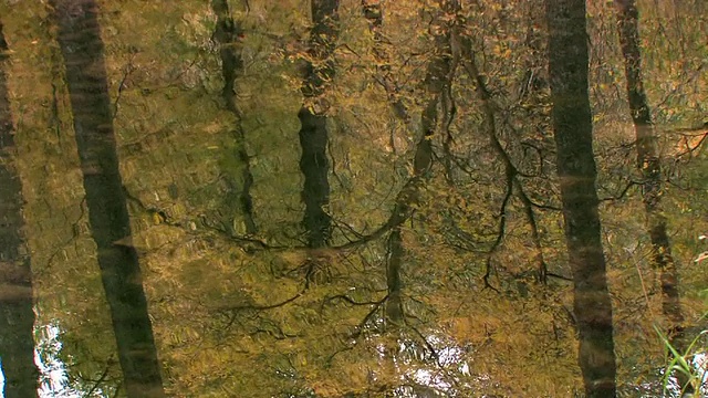 秋叶倒映在橡树溪/切利峡谷国家纪念碑上的MS树，亚利桑那州视频素材