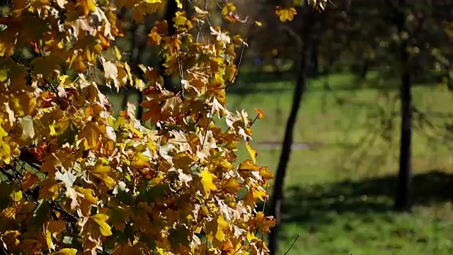 秋天的树叶在风中颤抖视频素材