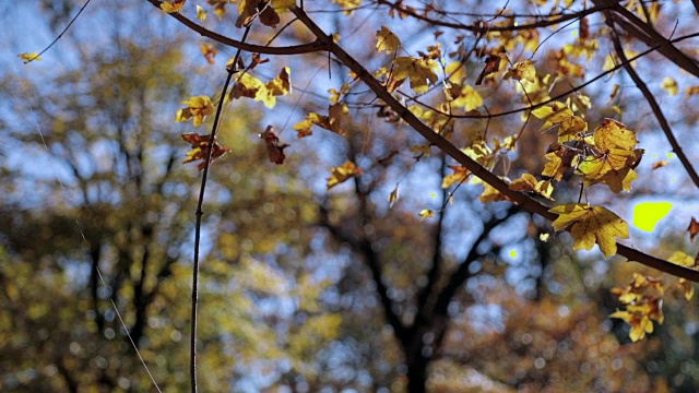 秋叶随风颤动视频素材