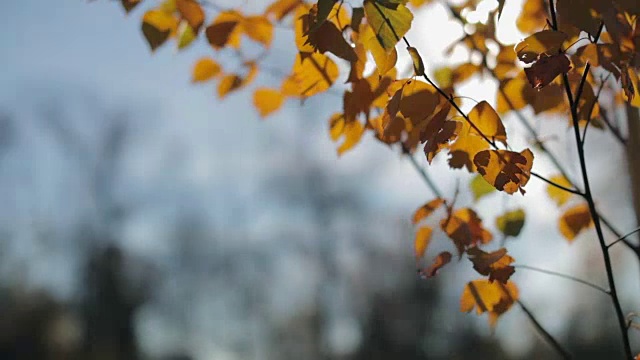 阳光透过秋叶，蜘蛛网随风飘动视频素材