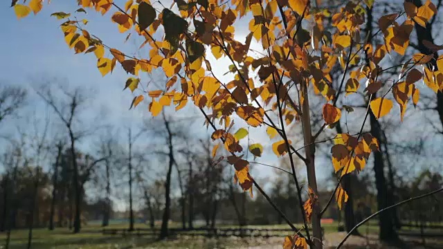 阳光透过秋叶，蜘蛛网随风飘动视频素材