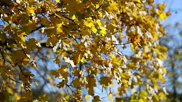 秋天的落叶视频素材