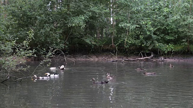 池塘里的鸭子。视频素材
