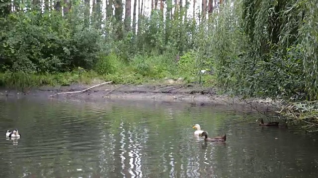 池塘里的鸭子。视频素材