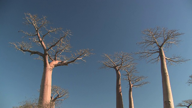 马达加斯加Toliara省，MS, LA，猴面包树(Adansonia桔树)在晴朗的天空下视频素材