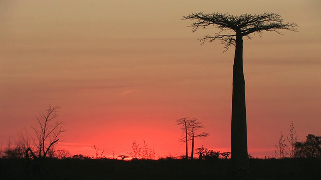 马达加斯加托利亚拉省，日落时粉红色天空下猴面包树的剪影视频下载