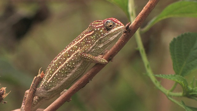 Chameleon (Furcifer campani)的分支，Toamasina省，马达加斯加视频素材