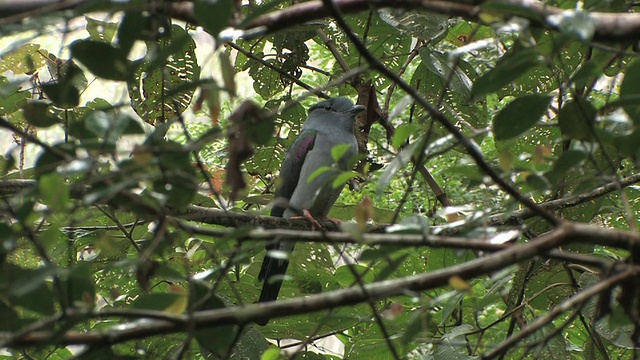 MS, LA, cuckooa -roller (Leptosomus discolor)栖息在树枝上并飞走，Toamasina省，马达加斯加视频素材