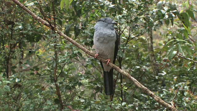 布谷鸟(Leptosomus discolor)栖息在树枝上，Toamasina省，马达加斯加视频素材