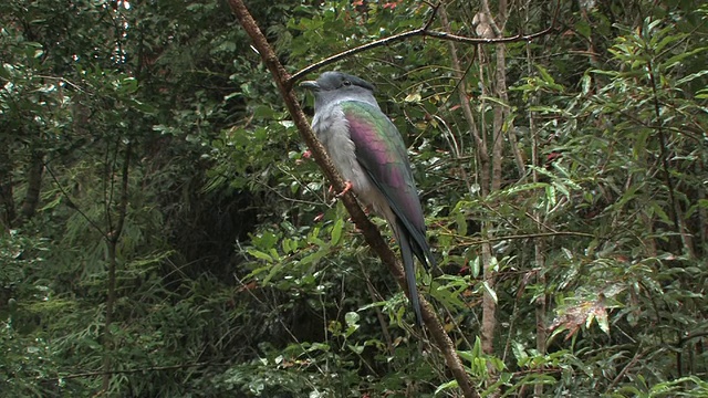 MS, LA, cuckooa -roller (Leptosomus discolor)栖息在树枝上，Toamasina省，马达加斯加视频素材
