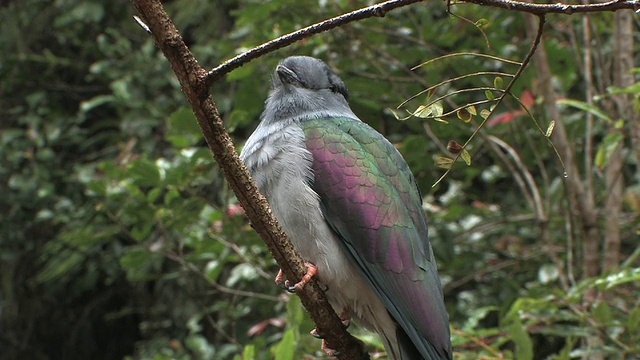 位于马达加斯加Toamasina省的布谷鸟滚子(Leptosomus discolor)栖息在树枝上视频素材
