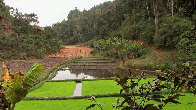 马达加斯加Toamasina省Anjozorobe，山坡上的稻田和草茅屋，前景中的香蕉棕榈树视频下载