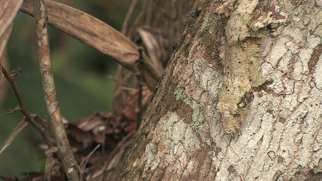 叶尾壁虎(Uroplatus fimbriatus)伪装在树干上，Toamasina省，马达加斯加视频素材