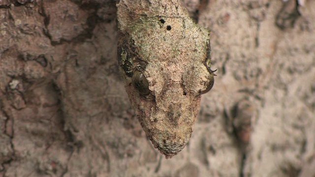 叶尾壁虎(Uroplatus fimbriatus)伪装在树干上，Toamasina省，马达加斯加视频素材