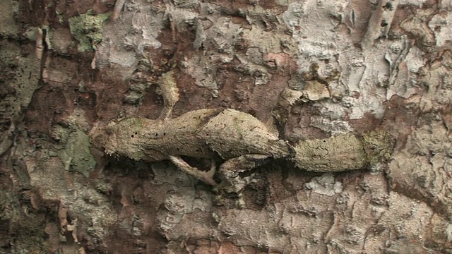 叶尾壁虎伪装在树干上，Toamasina省，马达加斯加视频素材