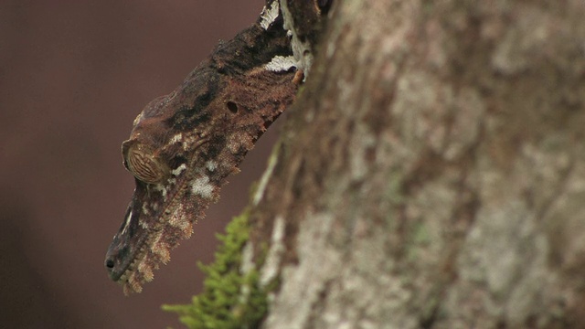 伪装在树干上的叶尾壁虎(Uroplatus fimbriatus)， Toamasina省，马达加斯加视频素材