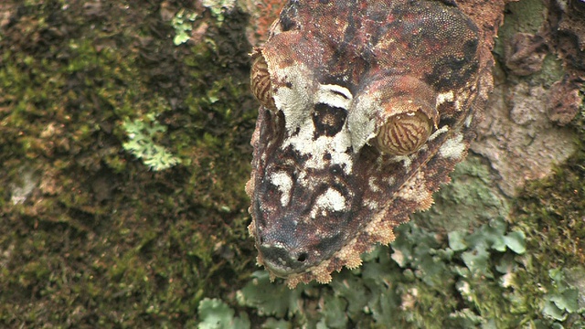 叶尾壁虎(Uroplatus fimbriatus)伪装在苔藓树干上，Toamasina省，马达加斯加视频素材