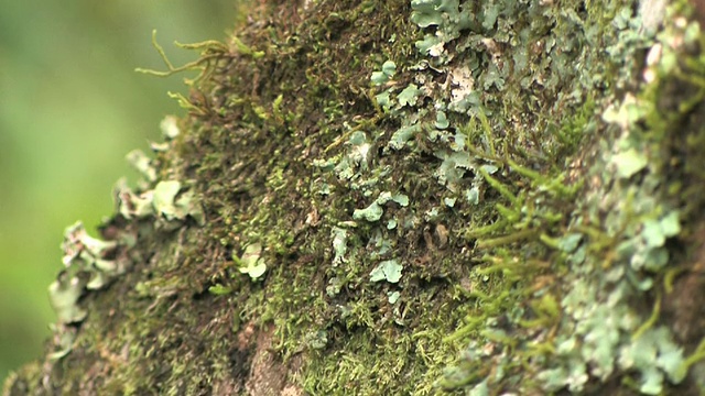 叶尾壁虎伪装在长满苔藓的树干上，Toamasina省，马达加斯加视频素材