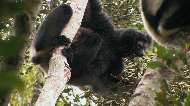 马达加斯加Toamasina省Andasibe-Mantadia国家公园的大狐猴正在吃树枝上的浆果视频下载