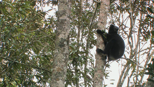 MS, LA, Indri (Indri)坐在树上，Andasibe-Mantadia国家公园，Toamasina省，马达加斯加视频下载