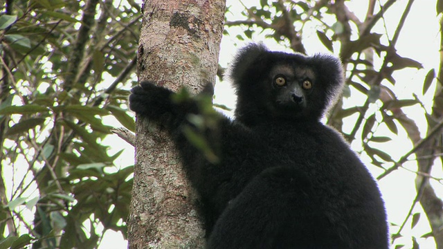 CU, Indri，坐在树上，Toamasina National Park，马达加斯加视频下载