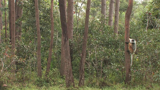 WS, PAN，冠状Sifaka (Propithecus diadema)从一棵树跳到另一棵树，Toamasina省，马达加斯加视频下载
