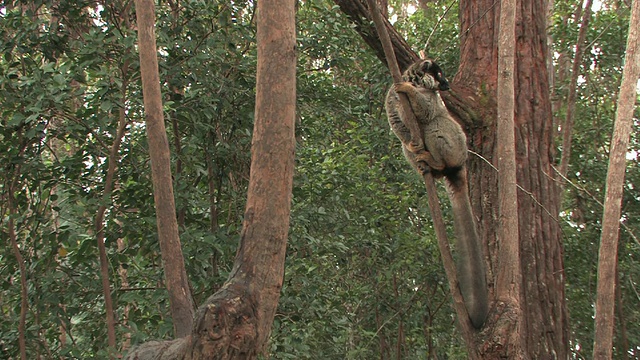 MS, LA，坐在树上的褐狐猴，Toamasina省，马达加斯加视频素材