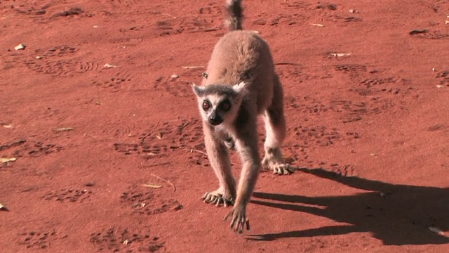MS, CS，环尾狐猴(狐猴猫)和婴儿在地上行走，Berenty私人保护区，Toliara省，马达加斯加视频下载