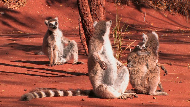 马达加斯加托利亚拉省Berenty私人保护区，环尾狐猴(狐猴catatta)坐在地上晒太阳视频下载