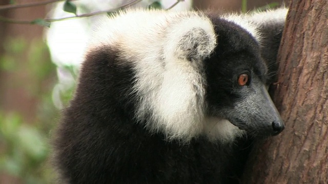 CU，黑白卷毛狐猴(斑叶猴)，大头照，托阿马西纳省，马达加斯加视频下载