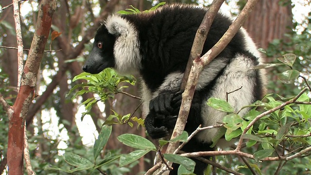 坐在树上的黑白卷毛狐猴，托阿马西纳省，马达加斯加视频素材