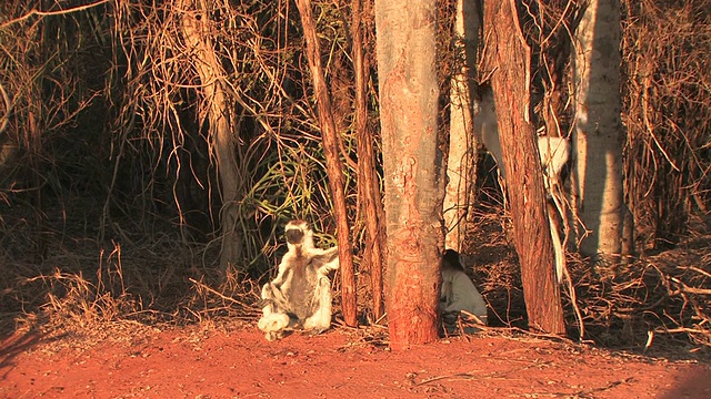 Verreaux的Sifakas (Propithecus verreauxi)坐在阳光下的地面上，Berenty私人保护区，Toliara省，马达加斯加视频素材