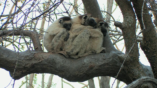 马达加斯加Toliara省Berenty私人保护区，三只Verreaux的Sifakas (Propithecus verreauxi)蜷缩在树枝上视频素材