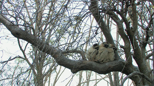 三只Verreaux的Sifakas (Propithecus verreauxi)蜷缩在树枝上，Berenty私人保护区，Toliara省，马达加斯加视频素材
