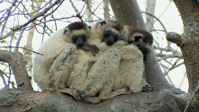 三只Verreaux Sifakas (Propithecus verreauxi)睡在树枝上，Berenty私人保护区，Toliara省，马达加斯加视频下载