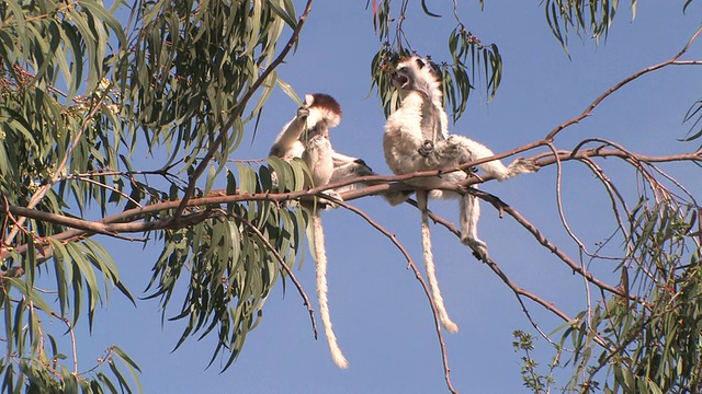 两只Verreaux的Sifakas (Propithecus verreauxi)坐在树枝上，Berenty私人保护区，Toliara省，马达加斯加视频素材