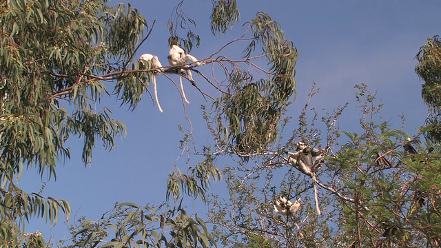 四个Verreaux的Sifakas (Propithecus verreauxi)坐在树上，Berenty私人保护区，Toliara省，马达加斯加视频素材