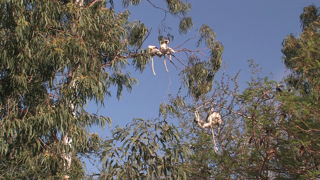 WS, TD, LA，四只Verreaux的Sifakas (Propithecus verreauxi)坐在树上，Berenty私人保护区，Toliara省，马达加斯加视频素材