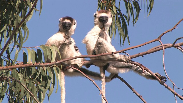 两只Verreaux的Sifakas (Propithecus verreauxi)和婴儿坐在树枝上，Berenty私人保护区，Toliara省，马达加斯加视频素材