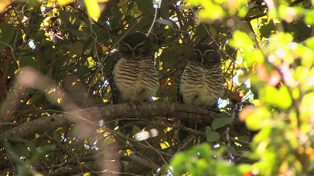 两只白眉鹰鸮(Ninox superciliaris)在树叶茂密的树上睡觉，Berenty私人保护区，Toliara省，马达加斯加视频素材