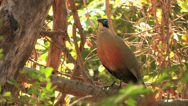 马达加斯加，托利亚拉省，Berenty私人保护区，树上的巨栗鼠(Coua gigas)视频素材