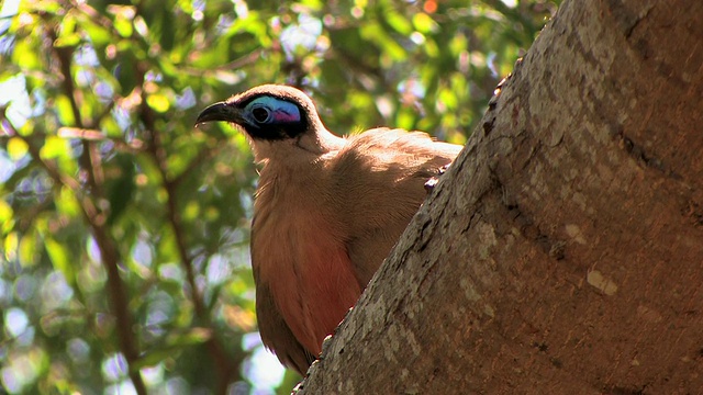 位于马达加斯加托利亚拉省的Berenty私人保护区，LA, CU, coa (coa gigas)树上视频素材